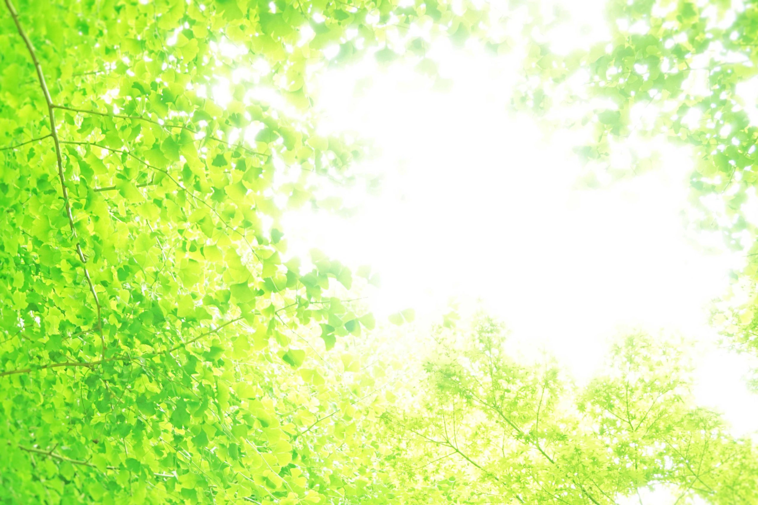 年賀状廃止のお知らせ